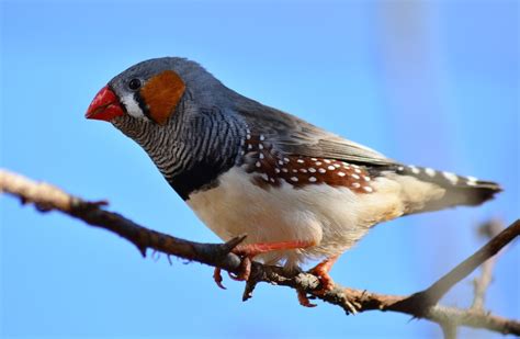 Finches 101 - Air Purifier for Pets - Pet Odor Eliminator - CritterZone