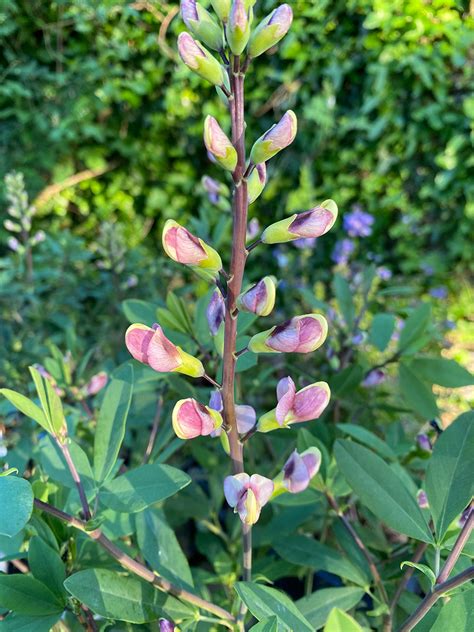 Baptisia Plum Rosy Hare Spring Cottage Plants