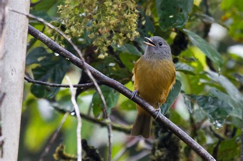 Foto abre asa de cabeça cinza Mionectes rufiventris Por Silvana Licco