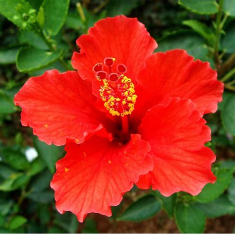 Benefits Of Hibiscus Blog