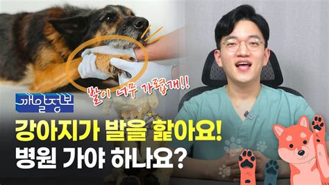 강아지가 발을 핥는 진짜 이유 병원 가야할까요 Youtube