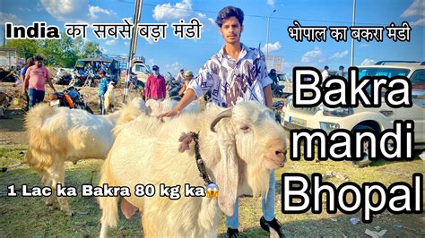 Bhopal Bakra Mandi Bakra Mandi Rs Ke Sabse Saste Bakre