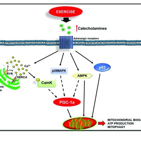 Exercise Activates Several Intracellular Pathways To Regulate