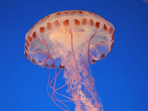 Cnidarian/Ctenophora - Marine Science