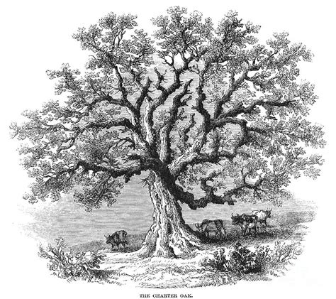 Hartford Charter Oak Photograph By Granger