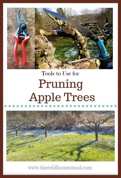 Tips On How To Prune Apple Trees On The Homestead With Video