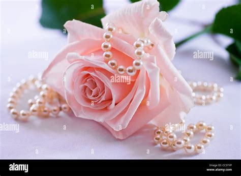 Beautiful White Roses With Pearls