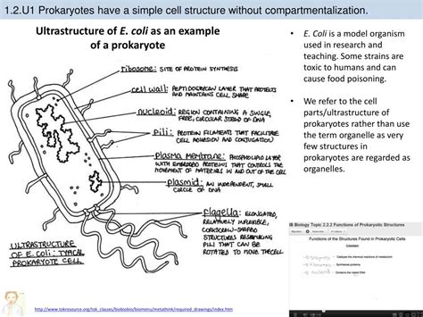PPT - 1 .2 Ultrastructure of cells PowerPoint Presentation, free ...