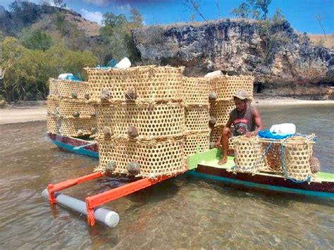 Bubu Alat Tangkap Ikan Tradisional Ramah Lingkungan Yang Digunakan