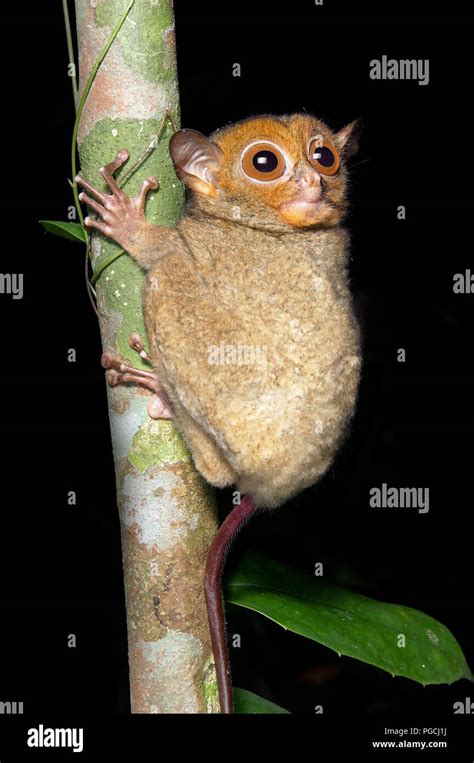 Horsfields Tarsier Cephalopachus Bancanus Western Tarsier Stock Photo