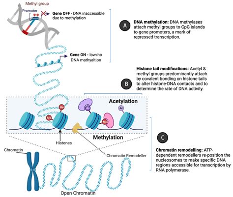 NcRNA Free Full Text Long Non Coding RNA Regulation Of Epigenetics