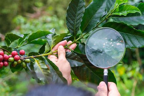 Principales Enfermedades Del Café Blog Cambiagro