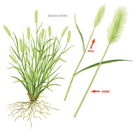 An Image Of Some Plants That Are Labeled In The Diagram On White