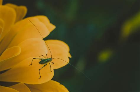 Close Up Photo of Leather Cricket Ball · Free Stock Photo