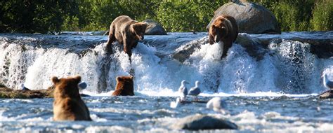 Brooks falls bears by Kara Stenberg | Katmai Air