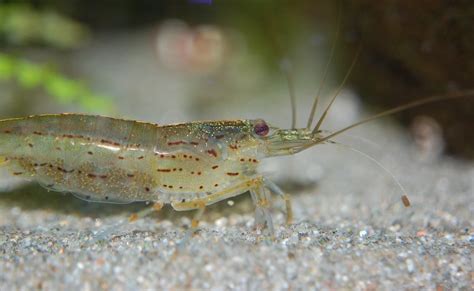 The Expert S Guide To Amano Shrimp Care Breeding And Setup