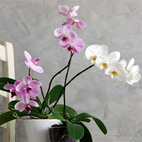 How Long Do Orchids Live Orchid Resource Center