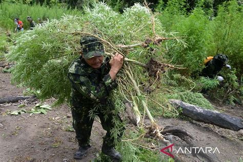 BNN Aceh Musnahkan Ladang Ganja Siap Panen Seluas 2 5 Ha Di Indrapuri