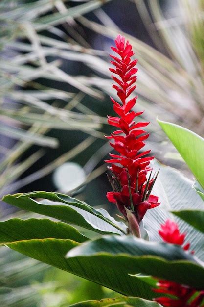 Premium Photo Close Up Of Red Flowers