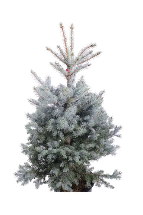 Abete Argentato Picea Pungens Blue Diamond EGarden