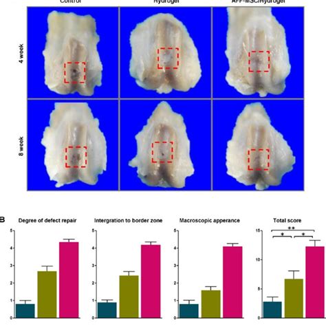 Histologic Analysis And Quantitative Evaluation Of The Cartilage Defect