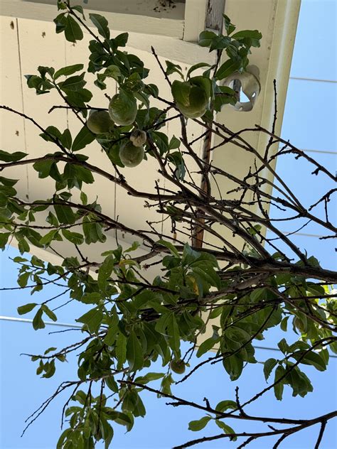 Peach tree care : r/gardening