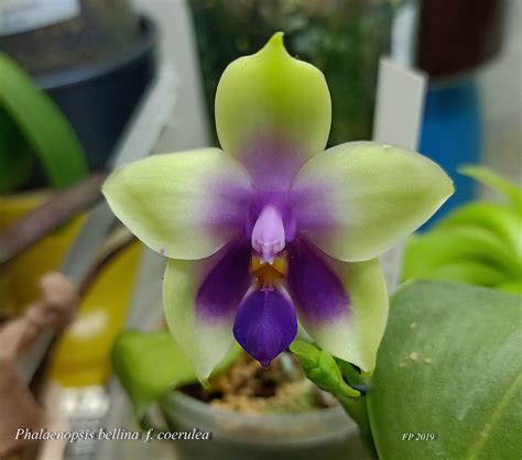 Phalaenopsis Bellina F Coerulea