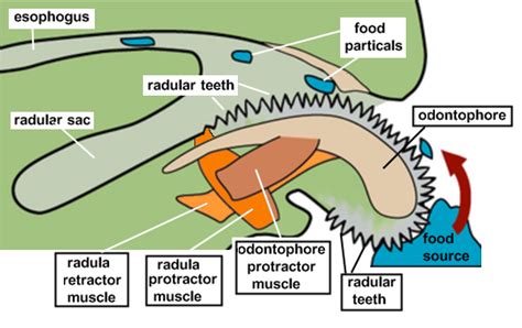 Radula diagram