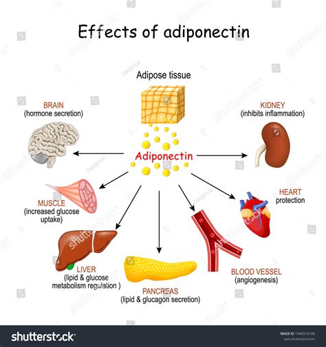 Efectos De Adiponectina Tejido Adiposo Que Vector De Stock Libre De