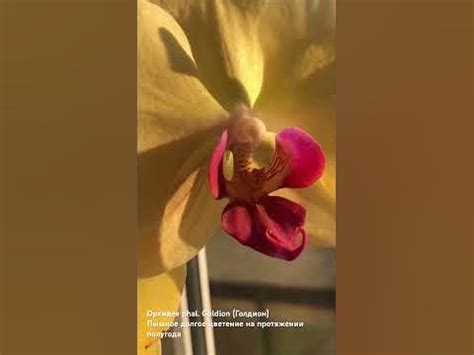 Орхидея Phal. Goldion (Голдион) пышное долгое цветение зима-лето # ...