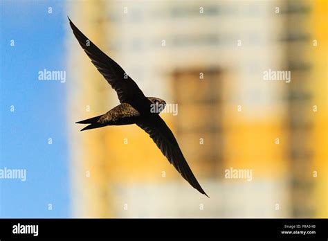 Black Swift Bird High Resolution Stock Photography and Images - Alamy