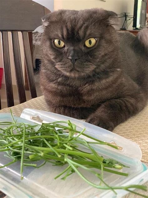 Cat Gosha - Assistant