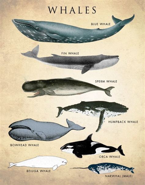 Whale Chart Art Print Whale Species Poster Natural History Wall Art Giclee or Canvas - Etsy ...