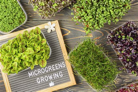 A Step By Step Guide For Growing Microgreens At Home