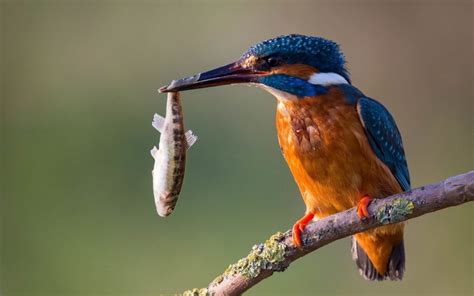 Le Martin pêcheur La flèche bleue Le Blog du Marais Poitevin