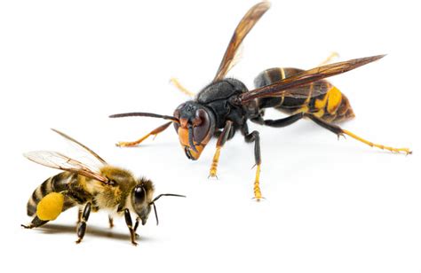 Honey Bee Vs Asian Giant Hornet 10 Differences Explained Bee Professor