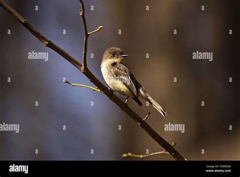 Eastern phoebe flycatcher hi-res stock photography and images - Alamy