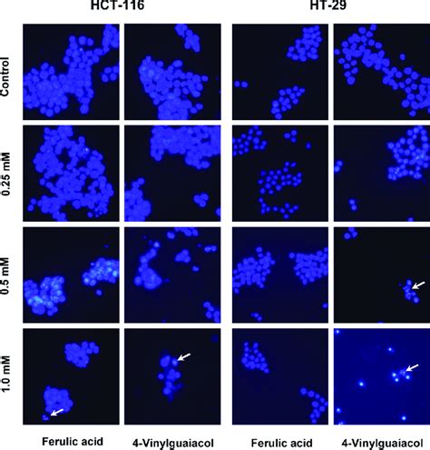 Ferulic Acid And 4 Vinylguaiacol Induced Apoptosis On Hct 116 And Ht 29