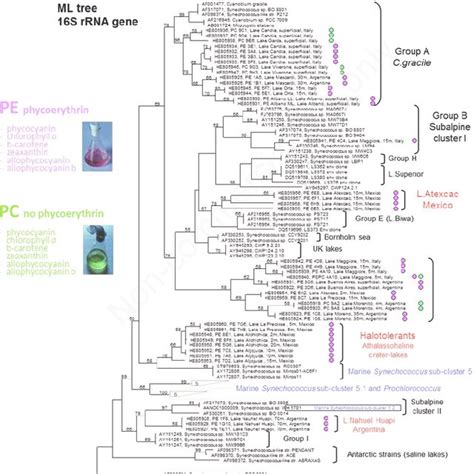 Maximum Likelihood Ml Tree Inferred From S Rrna Gene Sequences Of