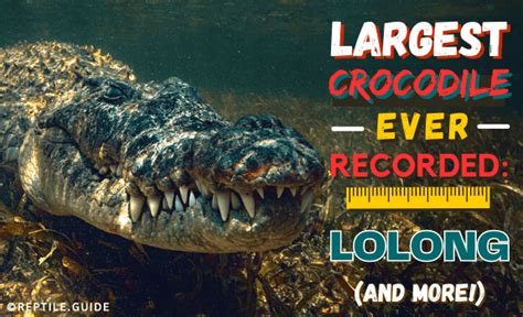 Largest Crocodile Ever Recorded: Lolong (and More!)