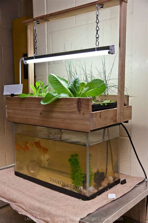 25+ Super Easy Aquaponics Diy Fishtank That You May Make It Self — Freshouz Home & Architecture ...