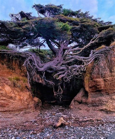 Cascadia Explored On Instagram Location Olympic National Park The