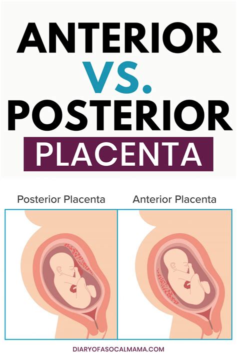 All about the placenta everything you need to know – Artofit