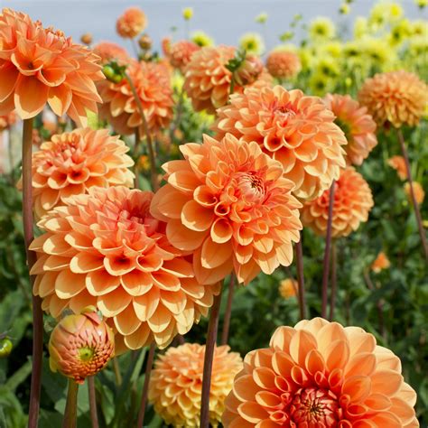 How to Grow and Care for Dahlias - Dengarden