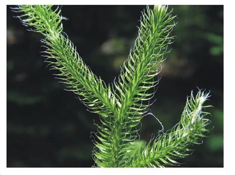 Ликоподиум - фото и картинки: 65 штук