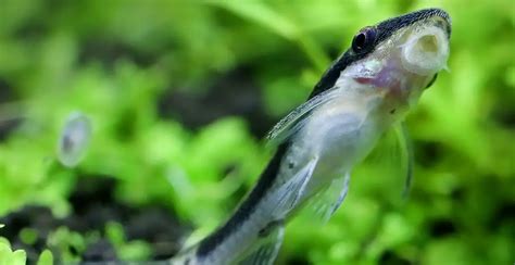 Otocinclus Fish Care Guide Complete Fact Sheet Breeding And Behavior