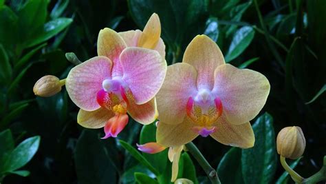 Map Phalaenopsis Orchids