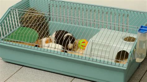 Top Best Guinea Pig Cages For In Detailed Review Guinea