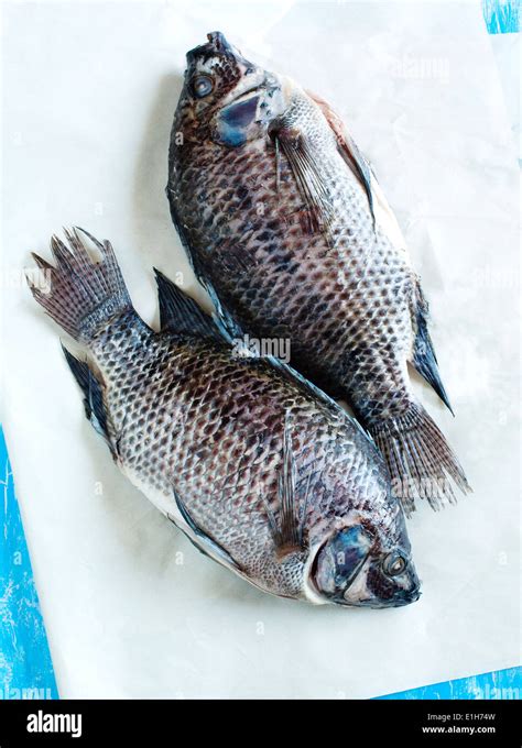 Tilapia Fish Immagini E Fotografie Stock Ad Alta Risoluzione Alamy