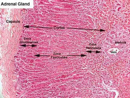 Adrenal Gland Cortex Histology